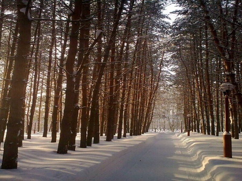 Snow-covered Forest Path — White, Serene, Winter, Photograph, Trees, Snow, Lamppost