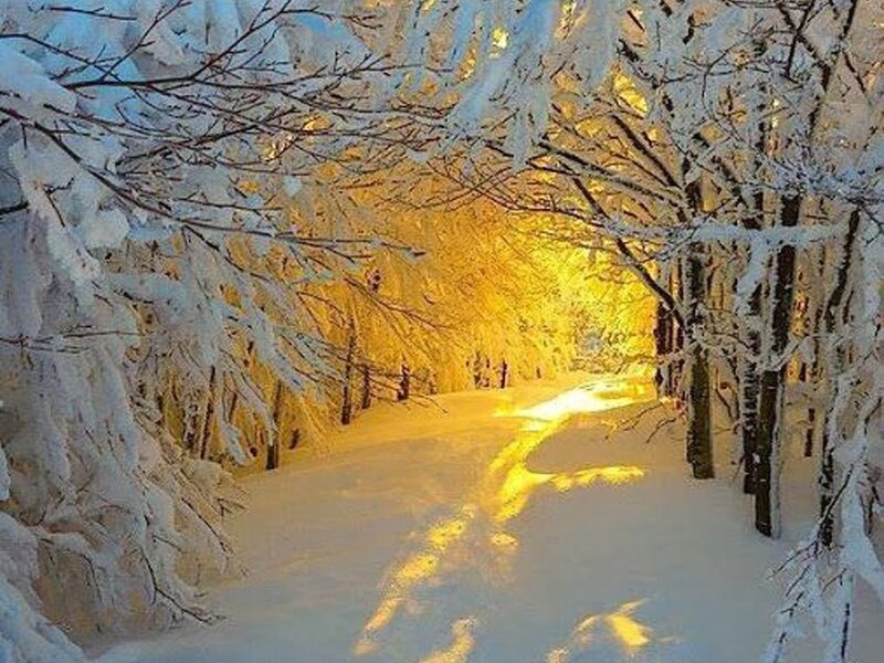 Snow-covered Forest Path — White, Serene, Winter, Photograph, Trees, Snow, Light