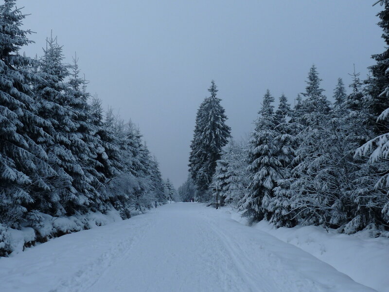 Snow-covered Forest Path — White, Serene, Winter, Photograph, Trees, Snow, People