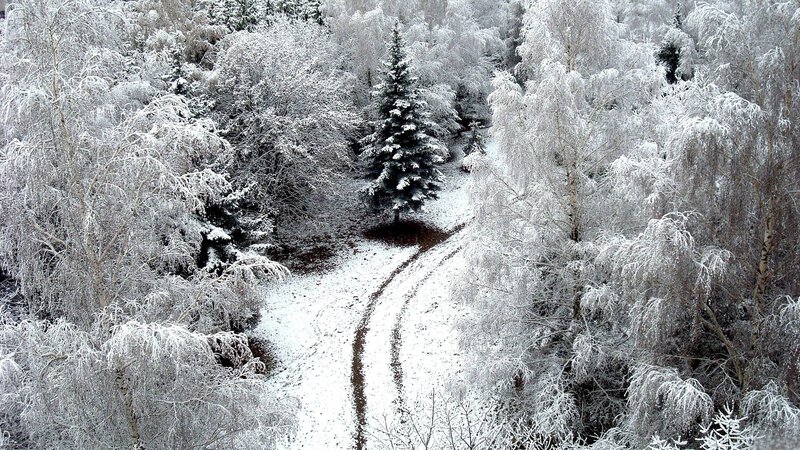 Snow-covered Forest Path — White, Serene, Winter, Photograph, Trees, Snow, Pine Tree