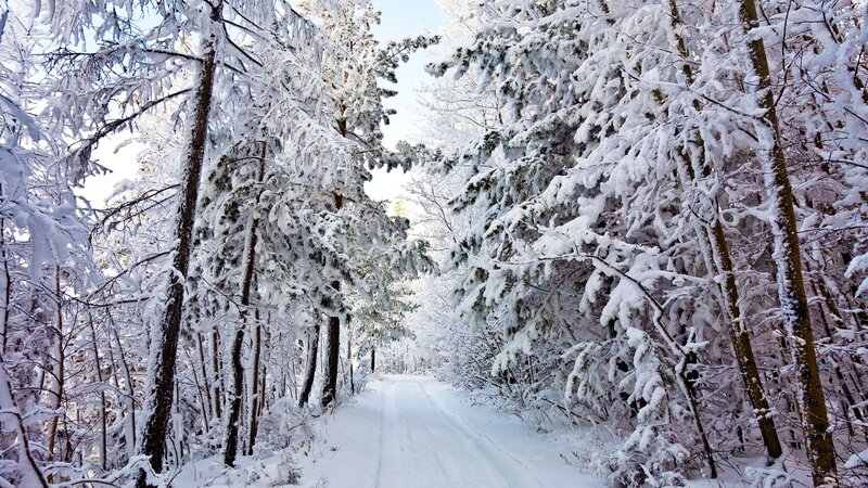 Snow-covered Forest Path — White, Serene, Winter, Photograph, Trees, Snow, Road, Green, Brown