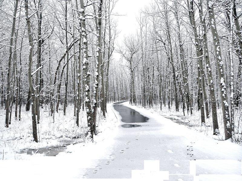 Snow-covered Forest Path — White, Serene, Winter, Photograph, Trees, Snow, Road