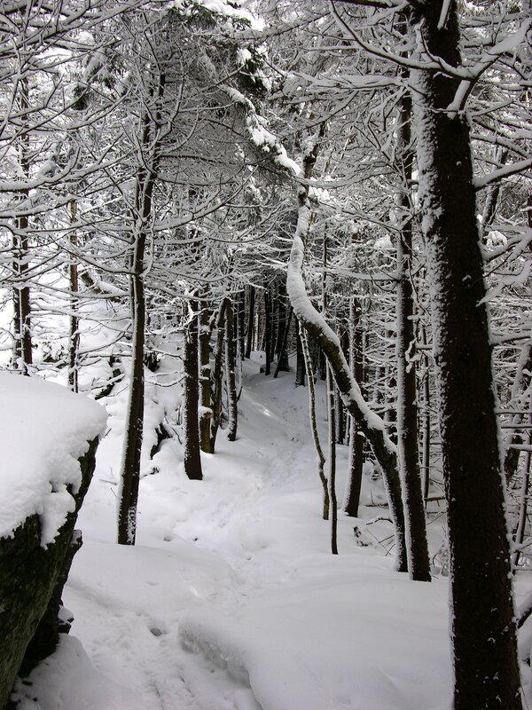 Snow-covered Forest Path — White, Serene, Winter, Photograph, Trees, Snow, Rock