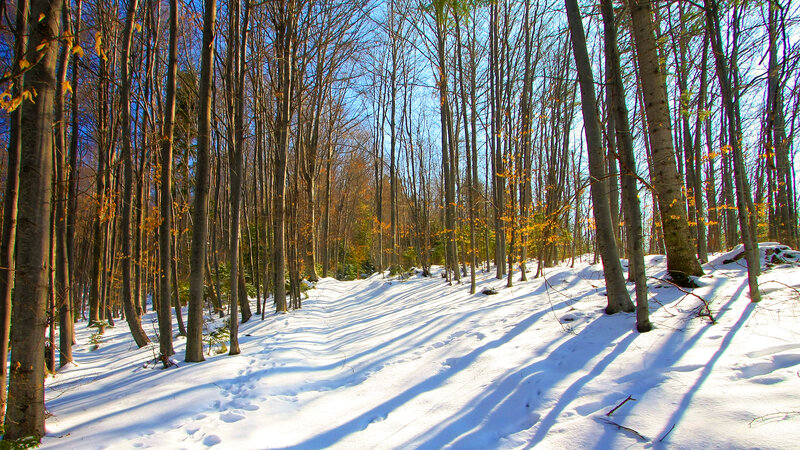 Snow-covered Forest Path — White, Serene, Winter, Photograph, Trees, Snow, Shadows