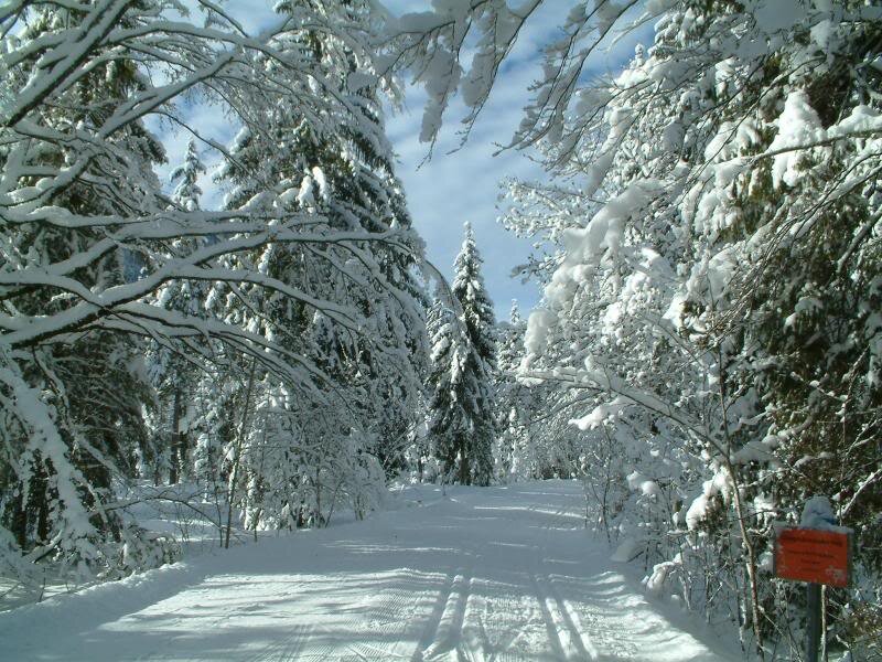Snow-covered Forest Path — White, Serene, Winter, Photograph, Trees, Snow, Sign