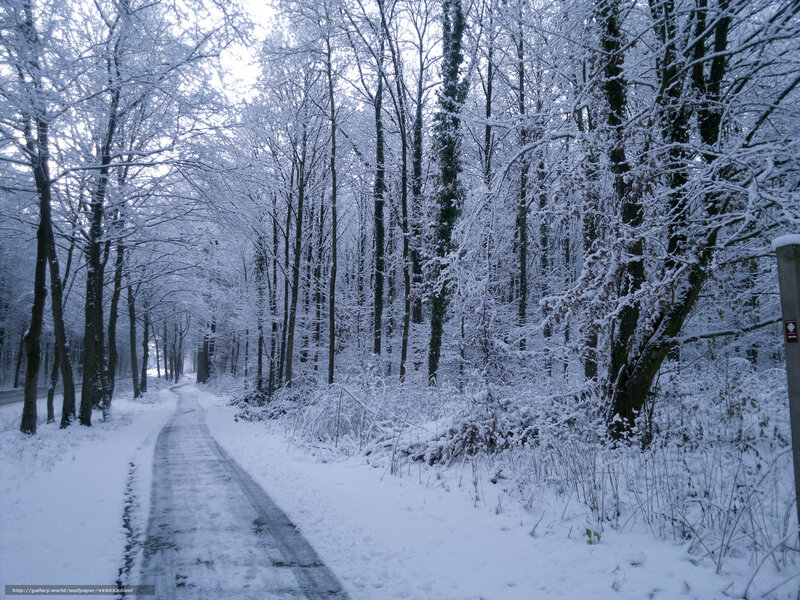 Snow-covered Forest Path — White, Serene, Winter, Photograph, Trees, Snow, Signpost