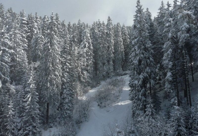 Snow-covered Forest Path — White, Serene, Winter, Photograph, Trees, Snow, Sky