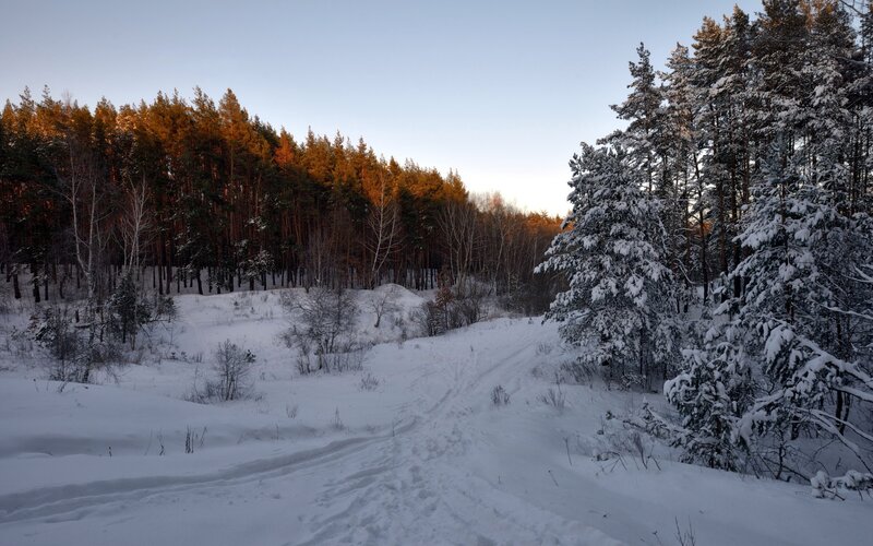 Snow-covered Forest Path — White, Serene, Winter, Photograph, Trees, Snow, Sky, Tracks, Brown