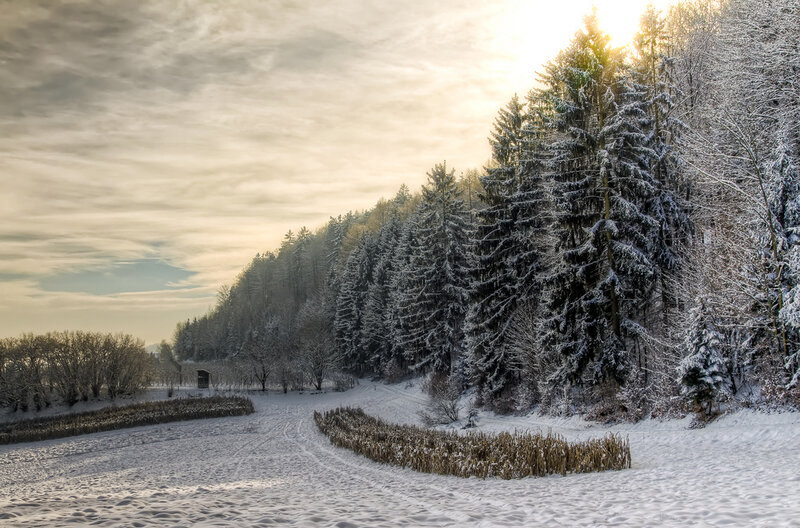 Snow-covered Forest Path — White, Serene, Winter, Photograph, Trees, Snow, Sunlight, Field