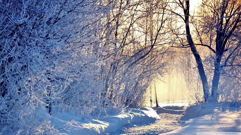 Snow-covered Forest Path — White, Serene, Winter, Photograph, Trees, Snow, Sunlight, Frost