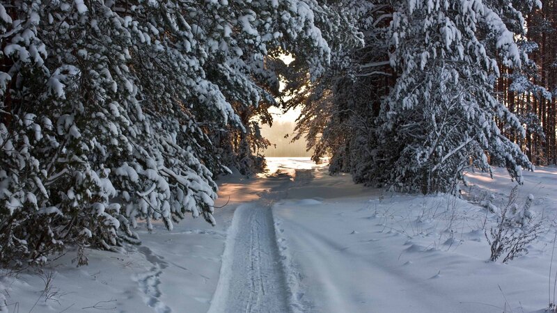Snow-covered Forest Path — White, Serene, Winter, Photograph, Trees, Snow, Sunlight, Green, Gold