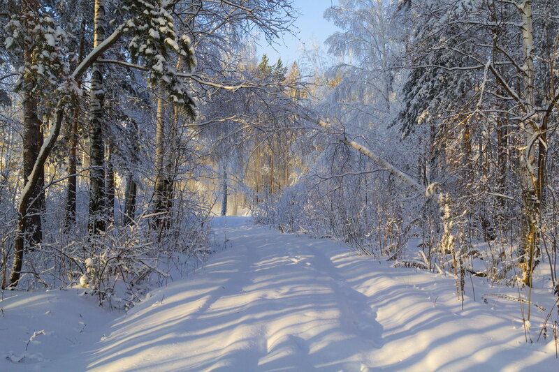 Snow-covered Forest Path — White, Serene, Winter, Photograph, Trees, Snow, Sunlight, Shadows
