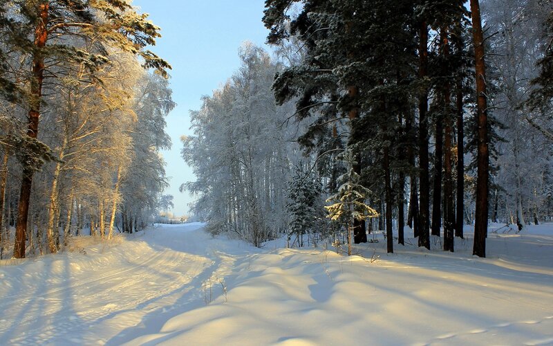 Snow-covered Forest Path — White, Serene, Winter, Photograph, Trees, Snow, Sunlight, Sky