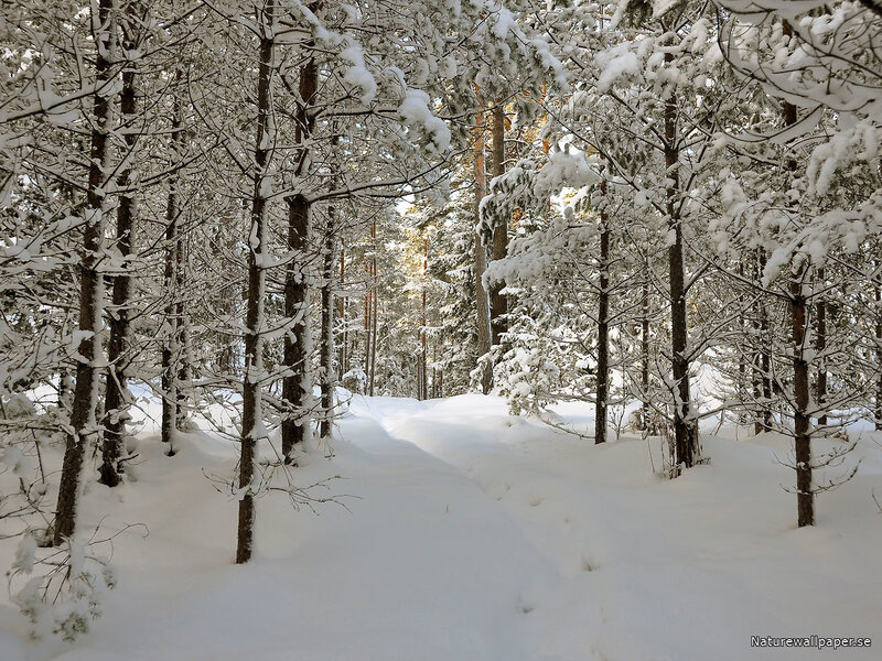 Snow-covered Forest Path — White, Serene, Winter, Photograph, Trees, Snow, Sunlight