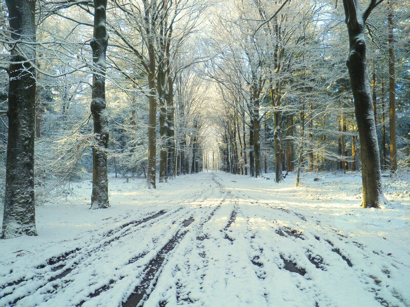 Snow-covered Forest Path — White, Serene, Winter, Photograph, Trees, Snow, Sunlight, Tire Tracks