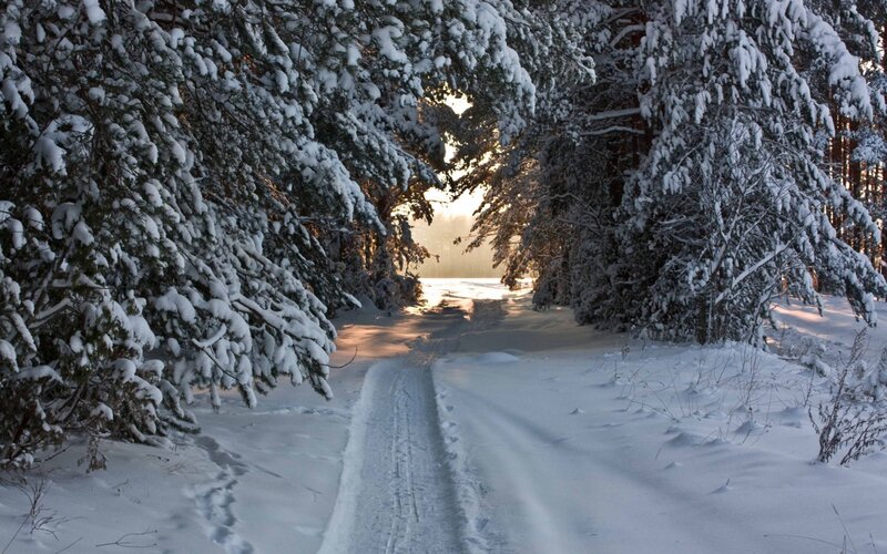 Snow-covered Forest Path — White, Serene, Winter, Photograph, Trees, Snow, Sunlight, Tracks