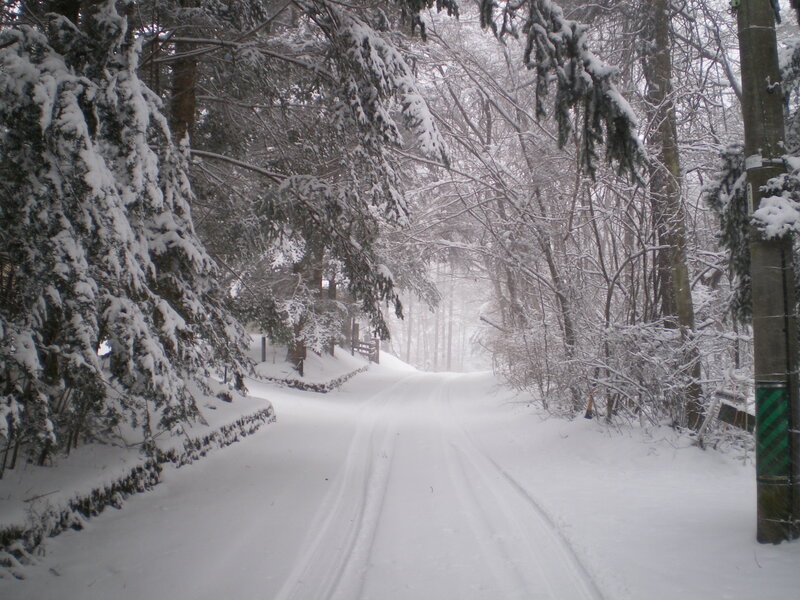 Snow-covered Forest Path — White, Serene, Winter, Photograph, Trees, Snow