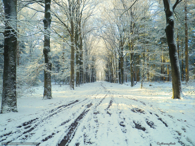 Snow-covered Forest Path — White, Serene, Winter, Photograph, Trees, Snow, Tire Tracks