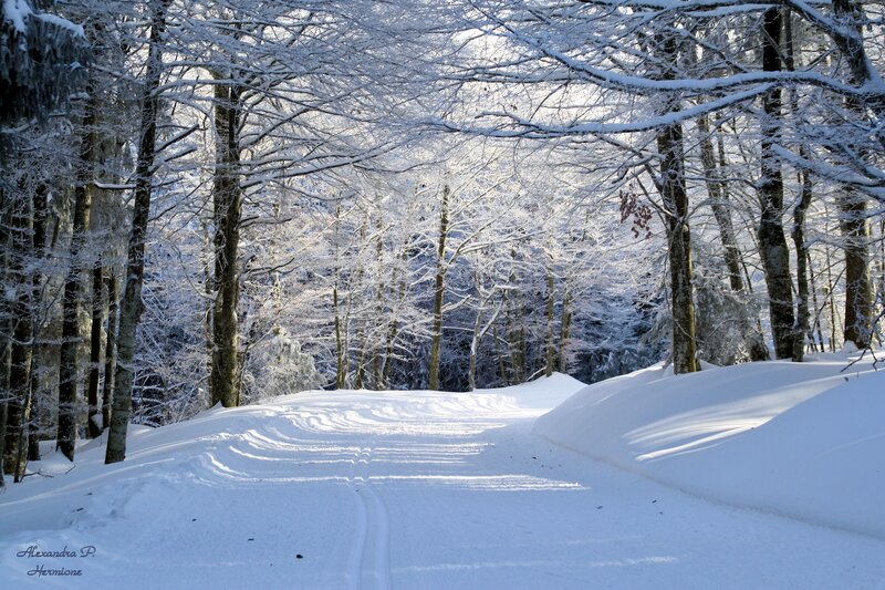 Snow-covered Forest Path — White, Serene, Winter, Photograph, Trees, Snow, Tracks, Brown, Blue