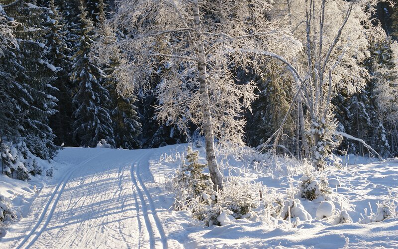 Snow-covered Forest Path — White, Serene, Winter, Photograph, Trees, Snow, Tracks