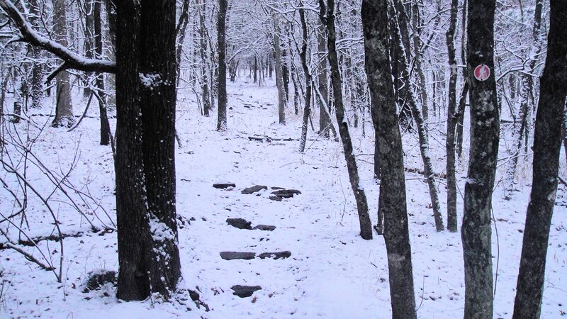 Snow-covered Forest Path — White, Serene, Winter, Photograph, Trees, Snow, Trail Marker