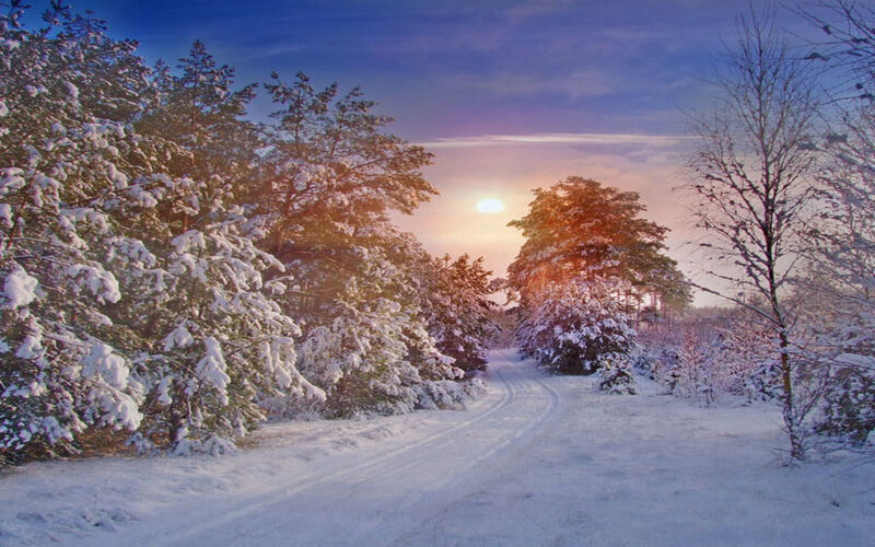 Snow-covered Forest Path — White, Serene, Winter, Photograph, Trees, Sun, Sky
