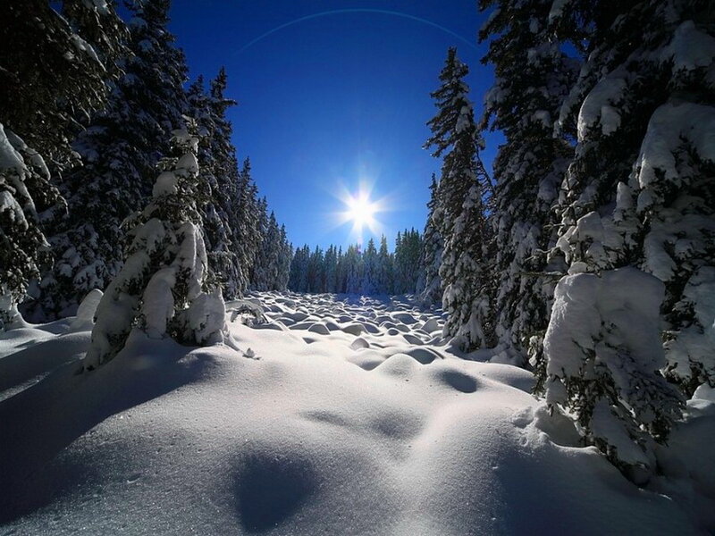 Snow-covered Forest Path — White, Serene, Winter, Photograph, Trees, Sun, Snow