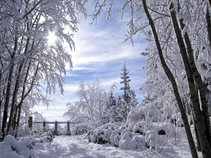 Snow-covered Forest Path — White, Serene, Winter, Photograph, Trees, Sun