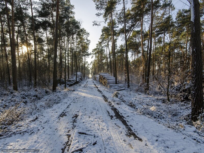 Snow-covered Forest Path — White, Serene, Winter, Photograph, Trees, Sunlight, Logs