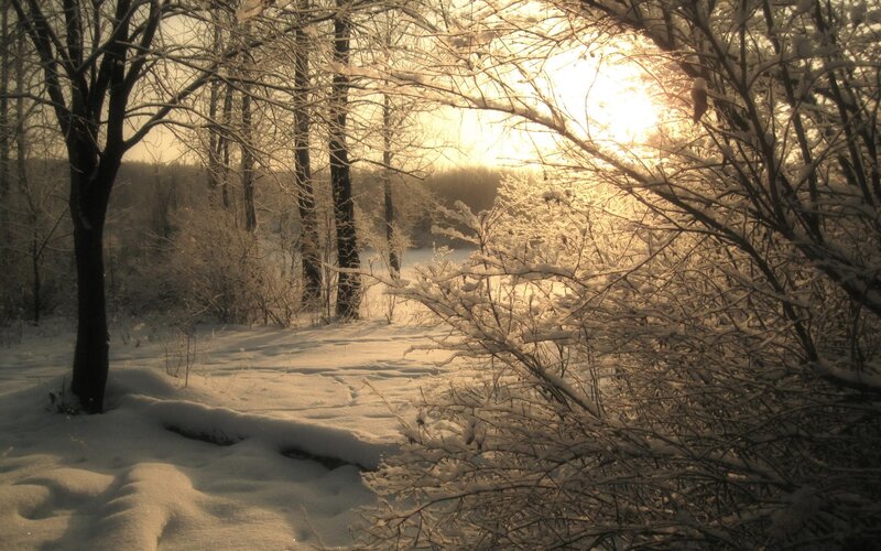 Snow-covered Forest Path — White, Serene, Winter, Photograph, Trees, Sunlight, River