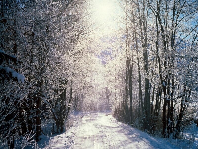 Snow-covered Forest Path — White, Serene, Winter, Photograph, Trees, Sunlight, Road