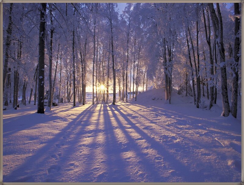 Snow-covered Forest Path — White, Serene, Winter, Photograph, Trees, Sunlight, Shadows, Snow