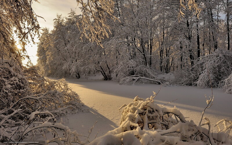 Snow-covered Forest Path — White, Serene, Winter, Photograph, Trees, Sunlight, Snow, Branches
