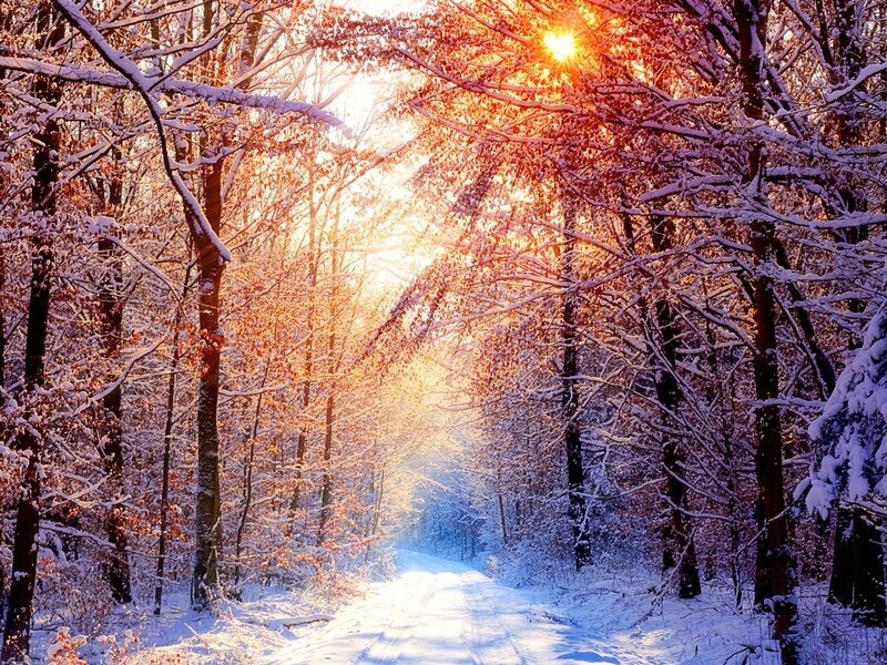 Snow-covered Forest Path — White, Serene, Winter, Photograph, Trees, Sunlight, Snow