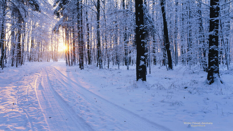 Snow-covered Forest Path — White, Serene, Winter, Photograph, Trees, Sunrise