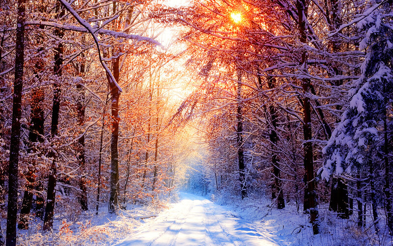 Snow-covered Forest Path — White, Serene, Winter, Photograph, Trees