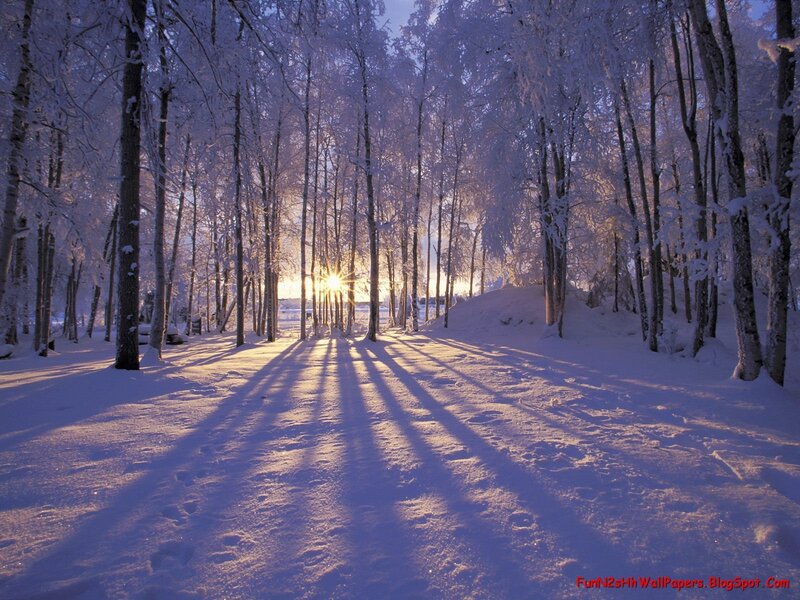 Snow-covered Forest Path — White, Shadows