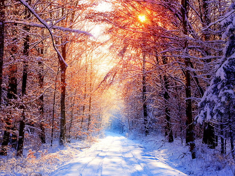 Snow-covered Forest Path — White