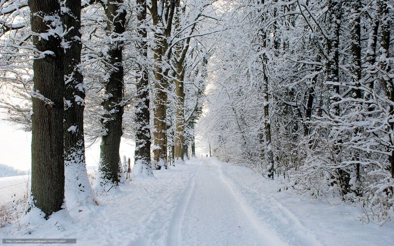 Snow-covered Forest Path — White, Trees
