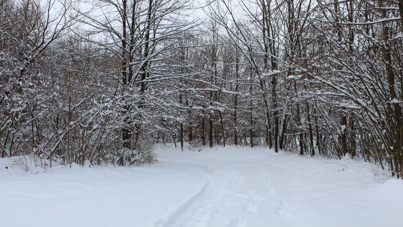 Snow-covered Forest Path — Winter, Gray