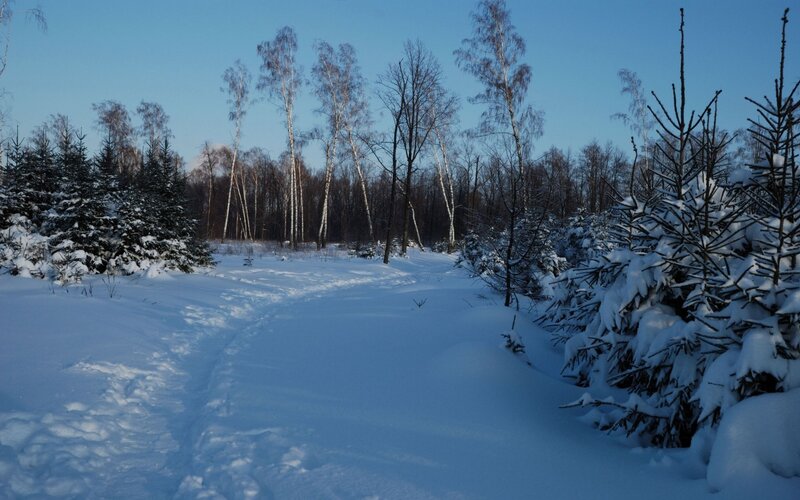 Snow-covered Forest Path — Winter, Sky