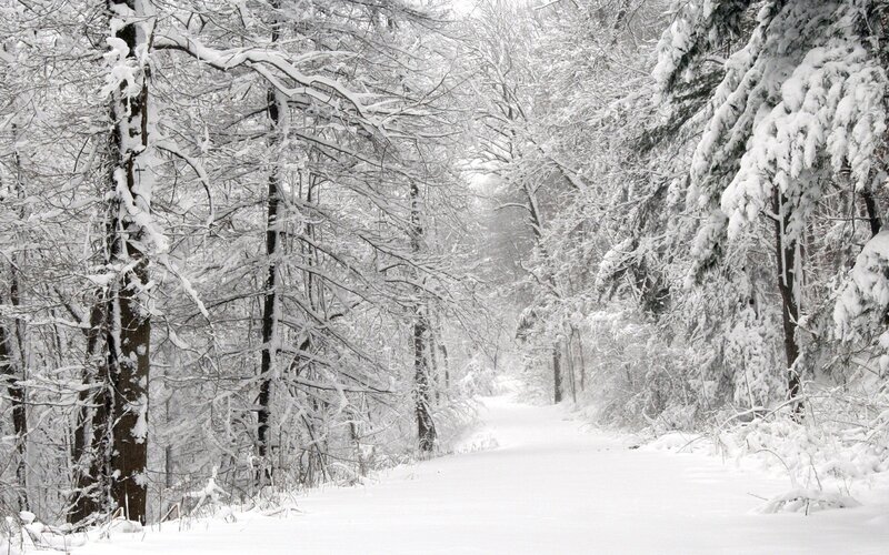 Snow-covered Forest Path — Winter, Trees
