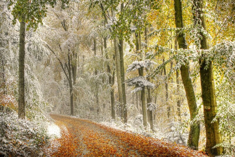 Snow-covered Forest Path — Yellow, Serene