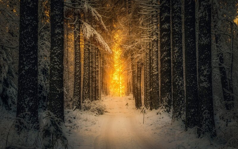 Snow-covered Forest Path — Yellow, Serene, Winter