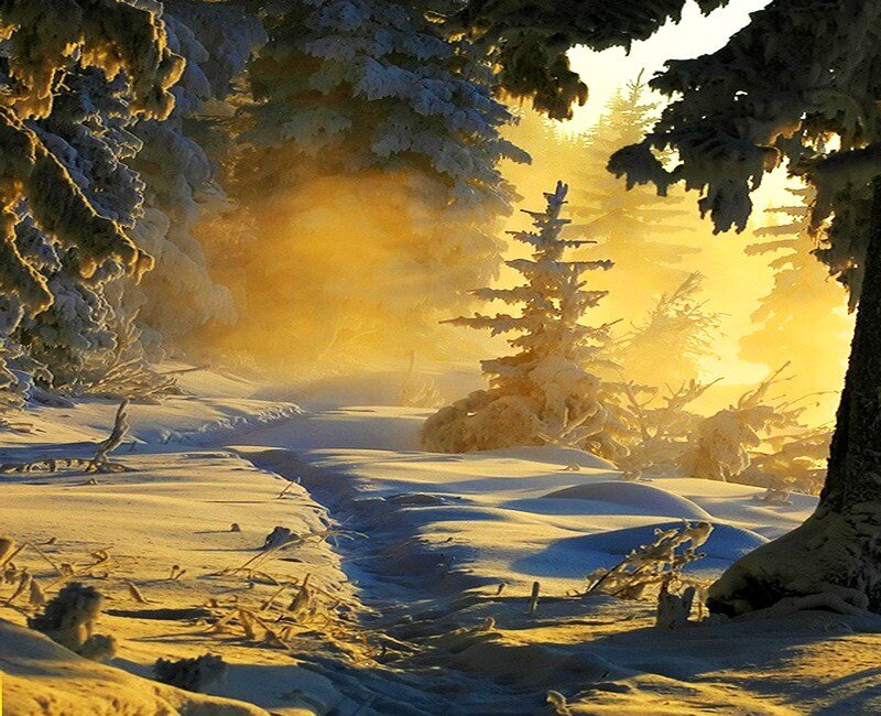 Snow-covered Forest Path — Yellow