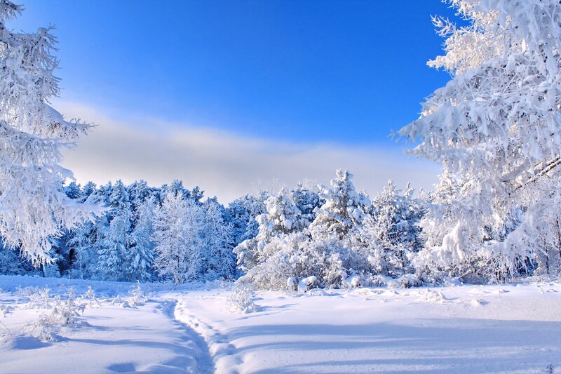 Snow-covered Forest — Photograph, Trees