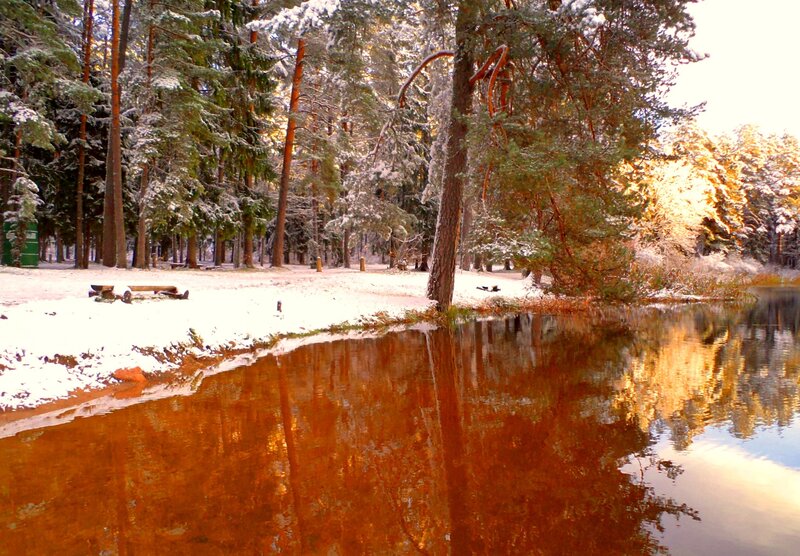Snow-covered Forest Pond — Brown