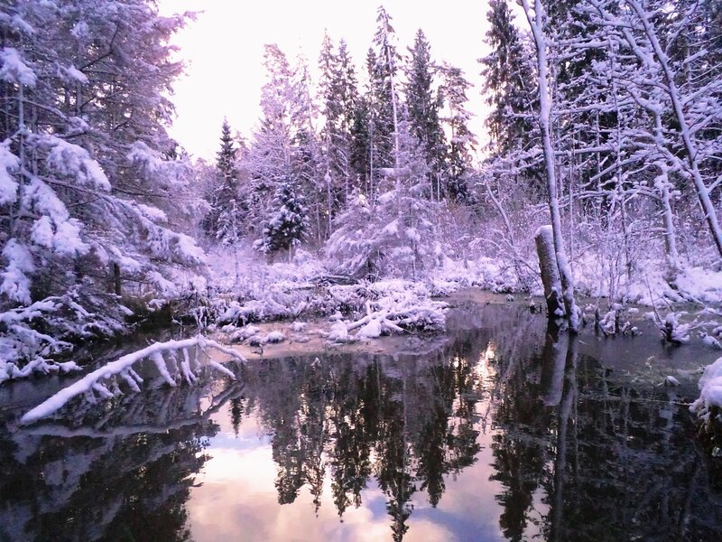 Snow-covered Forest Pond — White, Serene
