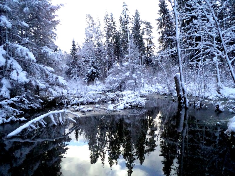 Snow-covered Forest Pond — White