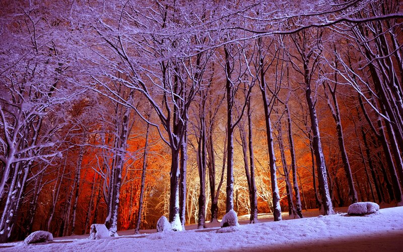 Snow-covered Forest — Purple, Dramatic